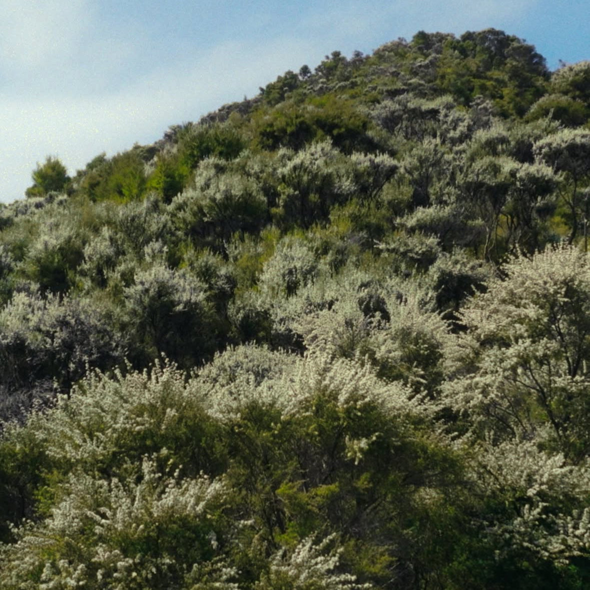 Manuka Mesi MGO 100+