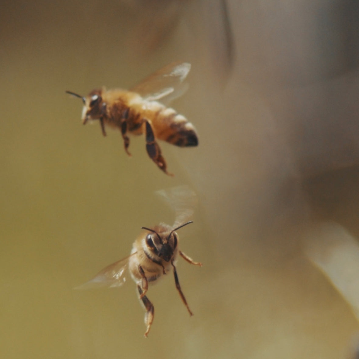 Manuka Mesi MGO 580+