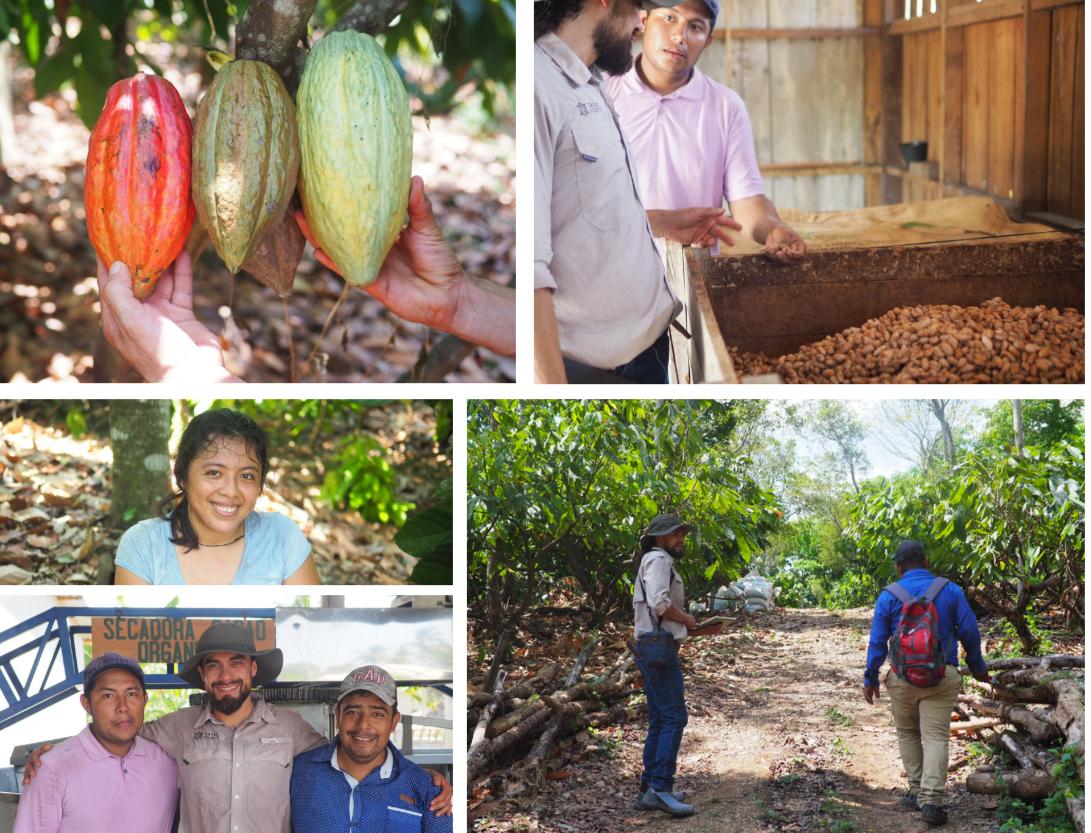 Tropical taste cacao