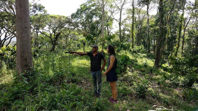 UUS! 100% Nicaragua kakao